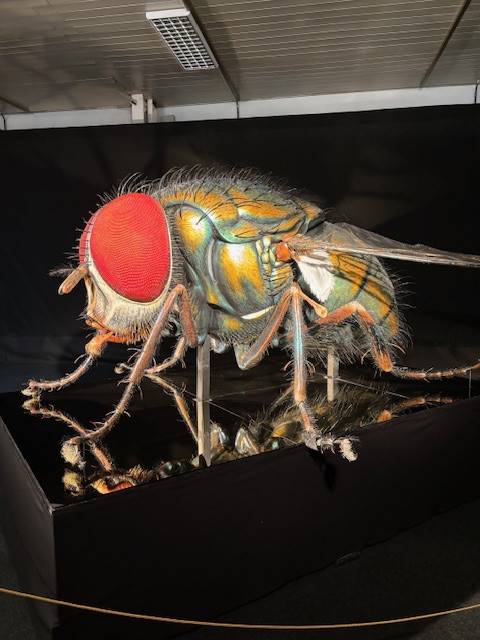 Jak jsme viděli nadživotní modely brouků