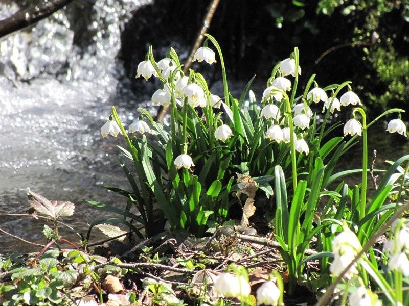 Vážení spoluobčané, s platností od 1. března 2026 dojde k drobné úpravě jízdního řádu linky 700963 Jablonné - Žamberk. Zejména se jedná o posun spoje č. 17 do polohy o cca 7 minut dříve (nyní příjezd do Žamberka 15:33, nově 15:26). Důvodem je zajištění návazností v Žamberku. Zároveň jsou odjezdy téměř všech spojů z Jablonného uspíšeny o 2 minuty (nyní odjezd v 58. minutu, nově v 56. minutu). Důvodem je zpožďování v úseku Jablonné - Bredůvka, kde tak bylo nutné prodloužit jízdní doby.