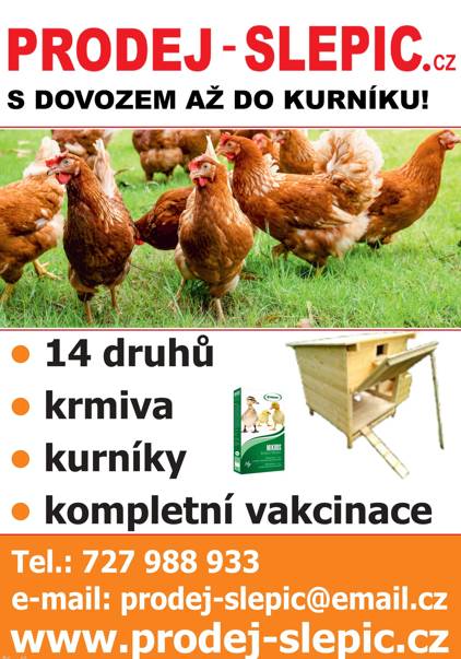 Prodej SLEPIC s dovozem až do kurníku