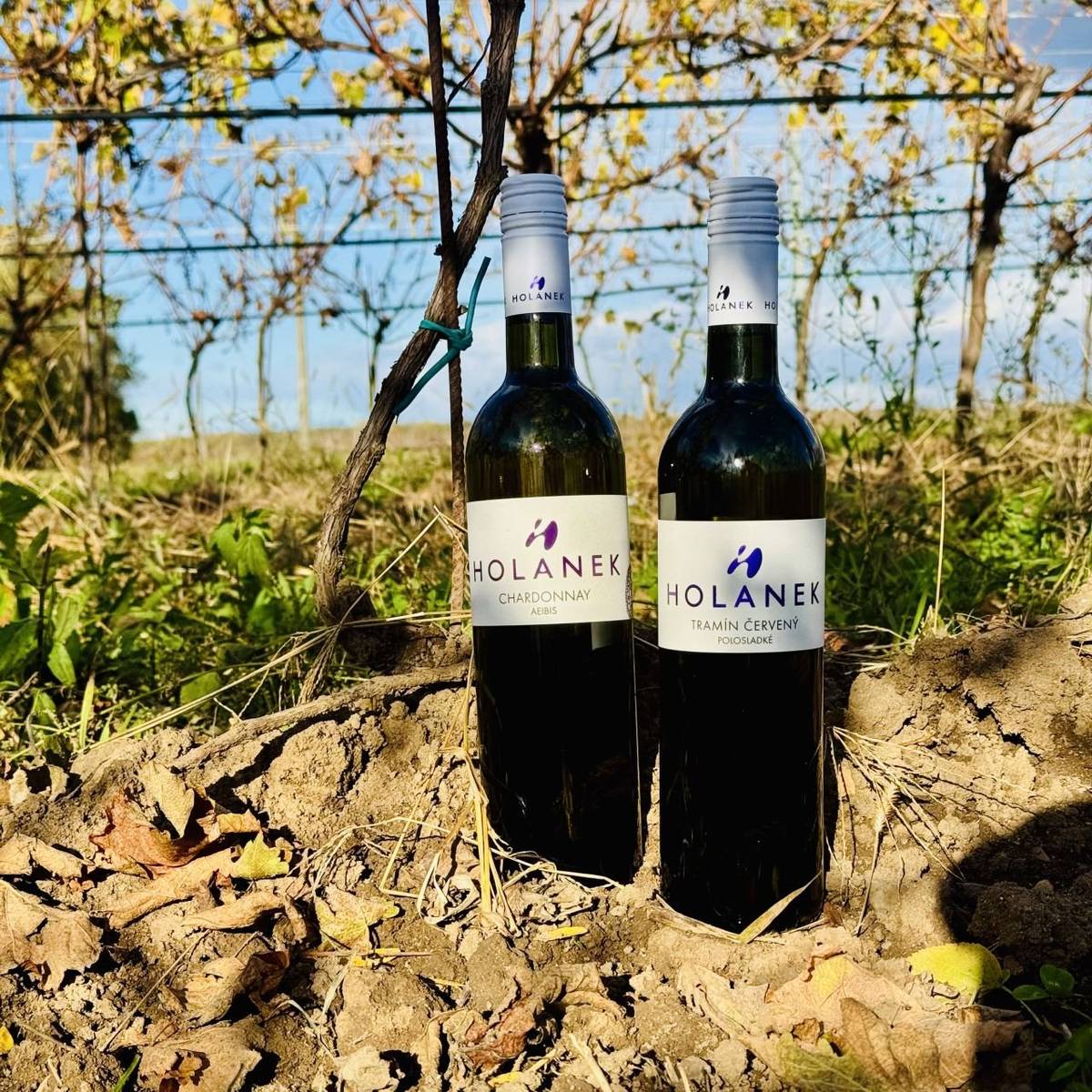 Dobrý den. Vinařství Holánek přijede v sobotu (28.02.) s pojízdnou vinotékou. Tento týden přiveze vinařství Holánek v akci polosladký Tramín červený za 170 Kč, suché Chardonnay za 140 Kč, vína sudová 80-90 Kč/litr, vína lahvová výběr z hroznů, pozdní sběr 150-250 Kč, akční balíček Suchý Únor 815 Kč. Vinotéka bude stát od 16:45  -  17:00 na návsi naproti ou.