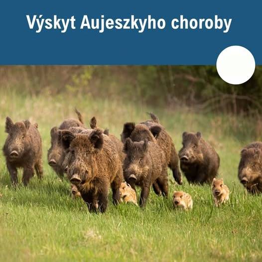 Předběžná informace k možnému výskytu Aujeszkyho choroby.  Toto upozornění budeme průběžně aktualizovat.  Podrobnosti najdete níže.
