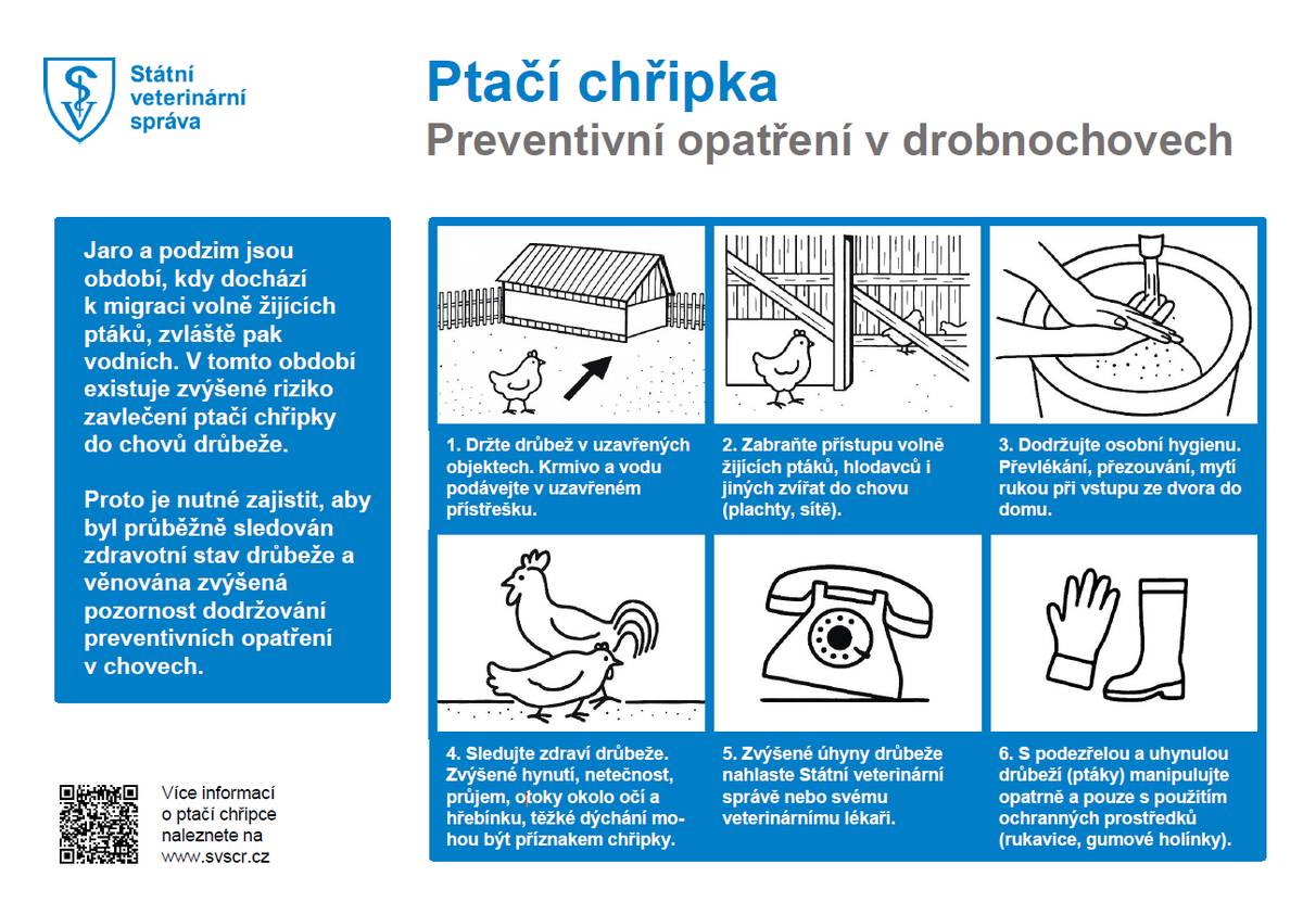 Potvrzeno ohnisko newcastleské choroby (pseudomor drůbeže)  Dne 9. 2. 2026 byl nahlášen náhlý úhyn 24 slepic z 40 ks v malochovu v Bohumíně – Skřečoni. Laboratorně byla potvrzena newcastleská choroba. Dne 10. 2. 2026 bylo ohnisko veterinární správou zlikvidováno. Ochranné ani dozorové pásmo nebylo vyhlášeno.  🐔 Doporučení pro chovatele (platí minimálně 30 dní):  Zamezit kontaktu chovaných ptáků s volně žijícím ptactvem. Vypouštět drůbež pouze do ohraničených výběhů. Krmivo a vodu umístit do budov nebo pod přístřešky. Při zvýšených úhynech, změně zdravotního stavu nebo poklesu snášky neprodleně kontaktovat KVS SVS pro MS kraj: 📞 720 995 203 📞 727 970 602  ℹ️ Důležité informace:  Newcastleská choroba je nebezpečné virové onemocnění drůbeže s vysokou úmrtností. Přenáší se kontaktem mezi ptáky, trusem, pomůckami i volně žijícím ptactvem. Na člověka není přenosná, člověk však může virus přenést nepřímo. Léčba se neprovádí – nemocné kusy se utrácí.