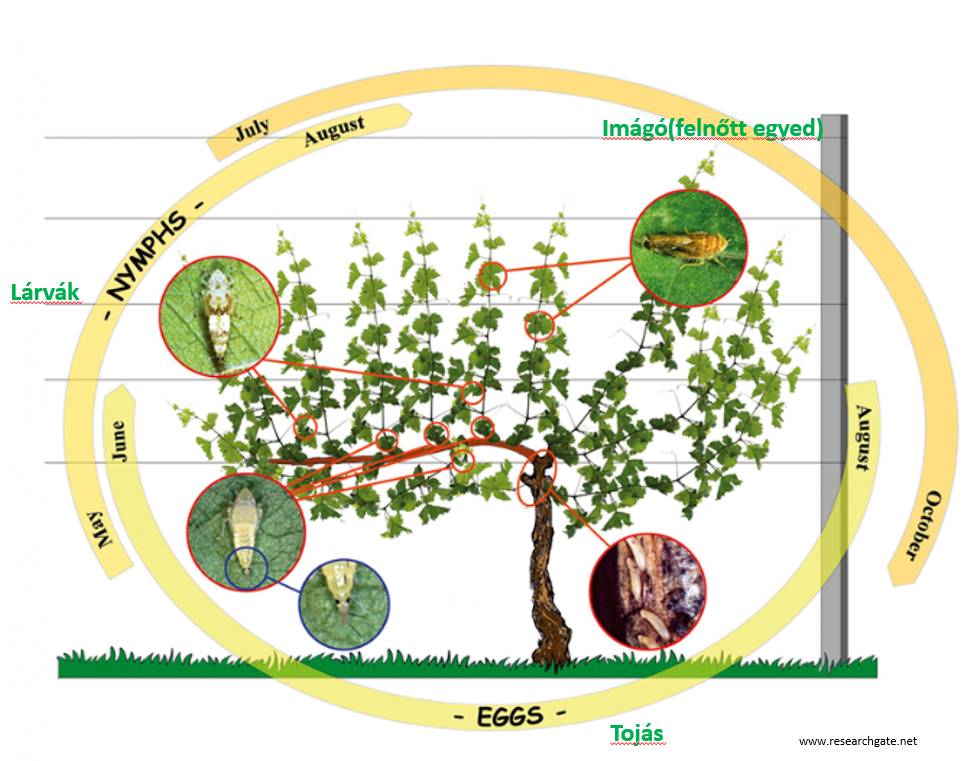 Sajnos a szőgyéni és a Szőgyén környéki települések szőlőit is megtámadta a szőlő aranyszínű sárgaság betegség, (röviden FD), amely egyre nagyobb fenyegetést jelent.