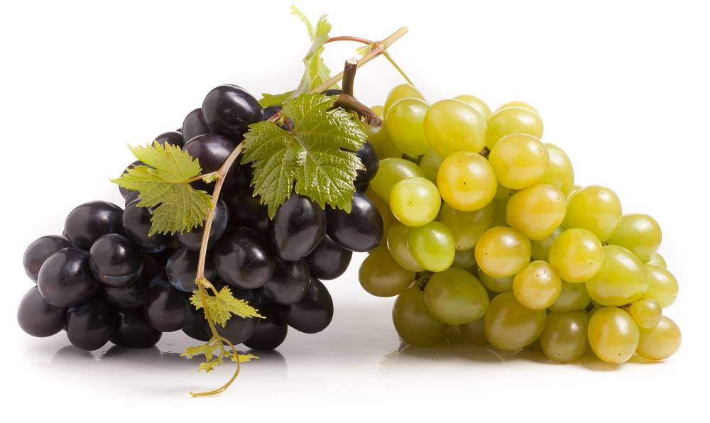 V prílohe nájdete stručný návod ochrany proti zlatému žltnutiu viniča.