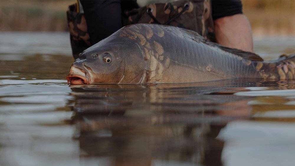 Prodej kaprů na sádkách v Herálci Kinský Žďár, a.s. v Herálci s možností zpracování (kuchání, porcování) dne 27.2.2026 od 8 do 15 hod. cena 60,- Kč/kg.