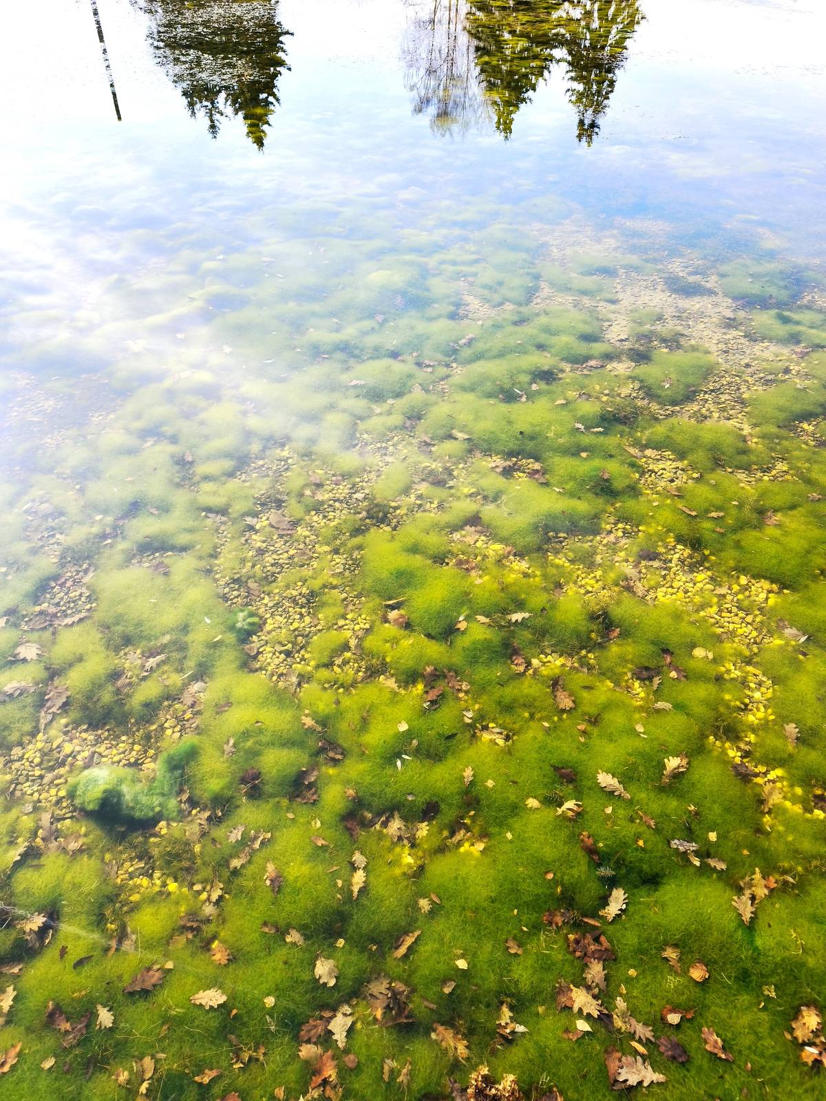 Milí spoluobčané, v neděli 8.3. od 9,30 hod proběhne v ocbi Rabštejnská Lhota čištění nádrže od zeleného porostu, abychom ji mohli v létě opět využívat ke koupání. Tímto prosíme i o Vaši pomoc. S sebou: - holínky, rukavice, hrábě, lopaty a dobrou náladu :-)