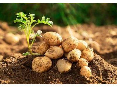 „Firma OVO-SADBA Brno oznamuje: Prodáváme certifikované sadbové brambory. Pokud chcete mít letos skutečně z čeho vybírat, přijeďte si právě teď pro kvalitní ověřenou sadbu z jedné z nejširších nabídek odrůd na trhu. Zároveň upozorňujeme občany, aby si dali pozor na sadbu nabízenou z rozvozových aut bez řádných dokladů či označení původu. V prodeji jsou také hnojiva, substráty, zeleninová semínka, cibule sazečka, postřiky a další potřeby pro zahrádkáře – vše za výhodné ceny, více na www.ovosadba.cz Prodejní místo: Uhelná 10/11b, Brno – objekt železářství Vichr u Vaňkovky. Těšíme se na Vaši návštěvu!“