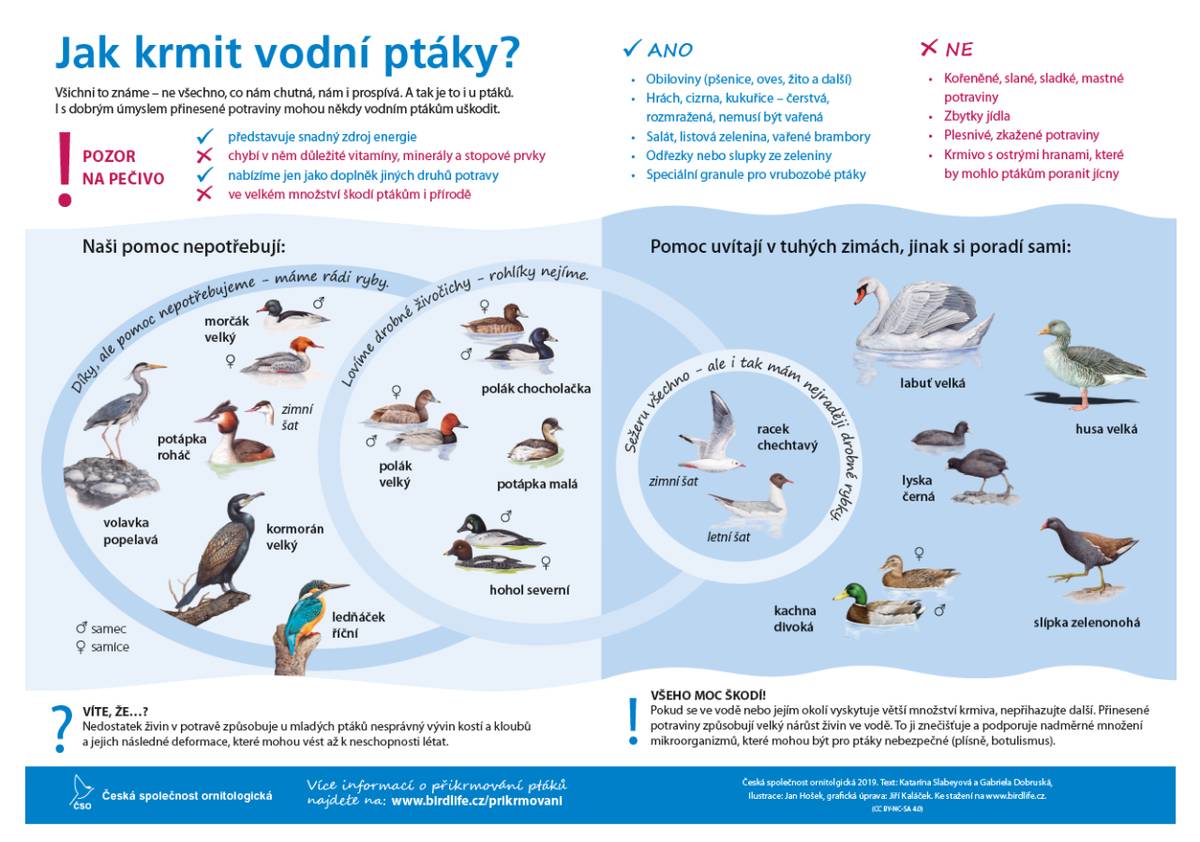 V přiloženém letáku naleznete informace, které se týkají přikrmování vodního ptactva z důvodu opakovaného přikrmování nevhodnými potravinami.