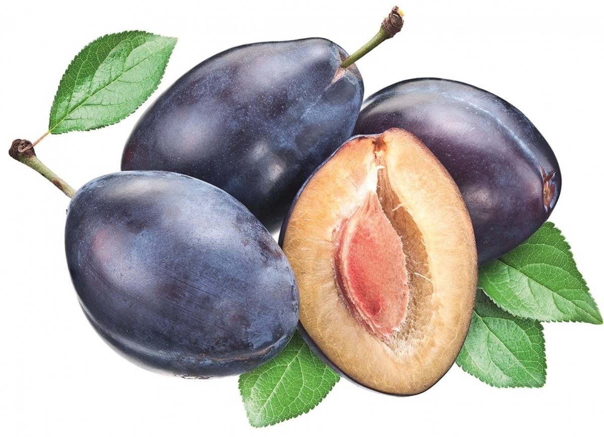 Košt slivovice - CVRČOVICE - 15. ročník - sobota 28.02.2026 - příjem vzorků do 14.00 hod.  začátek koštu v 15.00 hod.  - bohatá tombola.