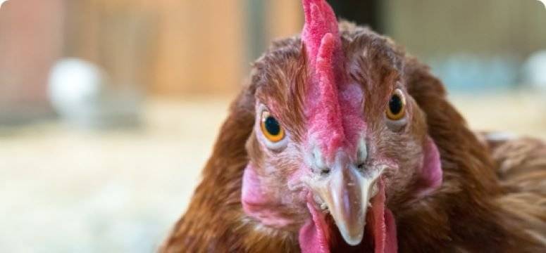 Dnes 24.2.2026 bude Hydinárska farma Nitrianka od 11.30 do 11.45 hod. ponúkať na predaj  za pekárňou: - 15 týždňové mládky - viac druhov a farieb - cena 8,90 €/ks - 28 týždňové sliepky v znáške v akciob´vej cene 8,50 €/ks