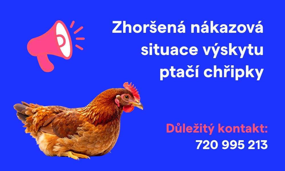 ⚠️ Na území celé ČR přetrvává zhoršená nákazová situace týkající se vysoce patogenní ptačí chřipky (HPAI). 🐔 Chovatelé drůbeže a dalších ptáků chovaných v zajetí jsou vyzváni k důslednému dodržování zvýšených opatření biologické bezpečnosti, zejména: 🔵 zabránění kontaktu chovaných ptáků s volně žijícími ptáky, 🔵 ochraně krmiva, vody a podestýlky před kontaminací, 🔵 omezení nepřímého kontaktu (trus, peří, předměty přinesené z venku), 🔵 dodržování zvýšených hygienických pravidel při vstupu osob a vjezdu vozidel do chovů. Zhoršená nákazová situace se týká také Newcastleské choroby (NCD). 🐓 Povinná vakcinace proti NCD se vztahuje na reprodukční chovy kura domácího a chovy nosnic nad 500 kusů. Ostatním komerčním chovům veterinární správa očkování doporučuje. ℹ️ Více informací naleznete zde, hromadné úhyny hlaste na krizovou linku KVS JMK 720 995 213. 📞