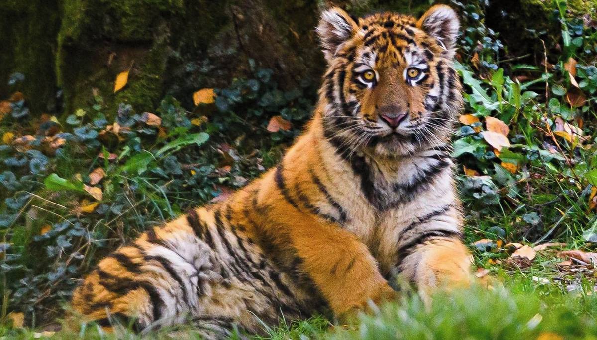 Zlín - Tygří samec Ozzy opustil před několika dny rozlehlý výběh tygrů ussurijských ve zlínské zoo a vydal se na cestu do nového domova. Na doporučení EEP koordinátora zamířil do portugalské Zoo Lisabon. Transport byl rychlý a bez problémů.