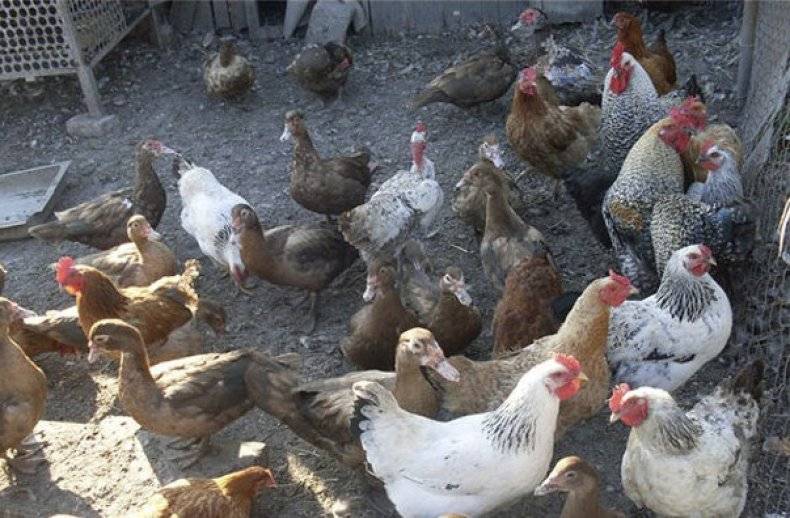 Regionálna veterinárna a potravinová správa Senec oznamuje nariadenia týkajúce sa kontroly chorôb zvierat, konkrétne vtáčej chrípky, ktorú potvrdili v oblasti Borského Svätého Jura. V súvislosti s tým sú všetci chovatelia hydiny a iných vtákov v obci povinní do 27. februára 2026  (piatok) nahlásiť svoje chovy, s uvedením druhu, kategórie a počtu chovaných vtákov. Súpis vykonajte písomne na e-mailovej adrese obec@malelevare.sk alebo ho vyplnený  prineste na Obecný úrad Malé Leváre. Ďalej sú všetci chovatelia hydiny povinní zabezpečiť umiestnenie hydiny a iných držaných vtákov do uzavretých priestorov alebo zabezpečiť, aby ich vtáctvo neprišlo do kontaktu s voľne žijúcimi vtákmi a dodržiavať zvýšené opatrenia biologickej bezpečnosti.