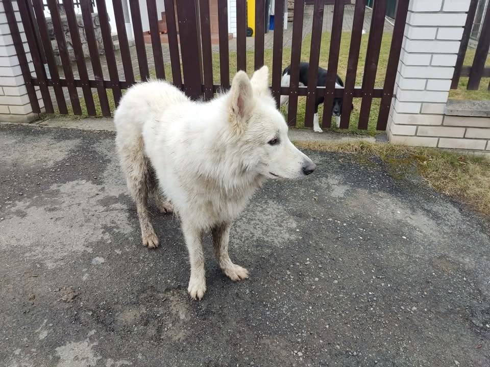 Na Felbabce volně pobíhá bílý švýcarský ovčák.