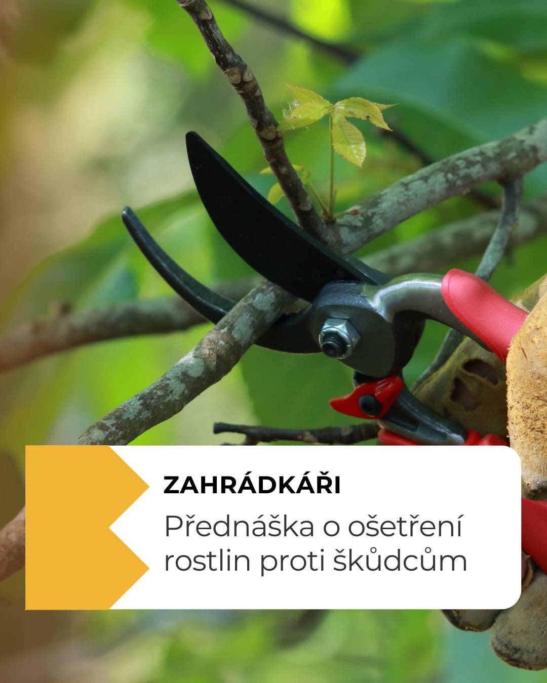 V pátek 27. 2. 2026 od 16:30 se v Komunitním centru Bystřice koná přednáška o ošetřování rostlin proti škůdcům a chorobám. Přednáší Ing. Jiří Radochlib. Vstup je zdarma. » Více informací