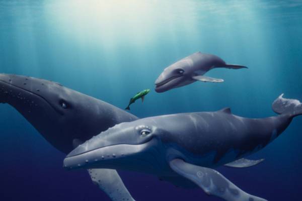 27.02.26 17.30  Vincent, dospívající keporkak, je synem slavného posledního velrybího pěvce, který až do poslední chvíle chránil oceán a jeho obyvatele. Když Vincent o něj i svou mámu tragicky přijde, musí zaujmout jeho místo a svou vlastní kouzelnou písní pokračovat jako ochránce podmořského života. Je však příliš vystrašený, osamělý a nejistý. Když...