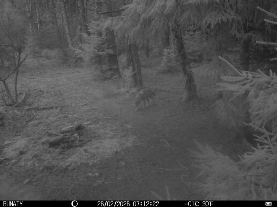 Fotopasti mysliveckého spolku zachytily vlka