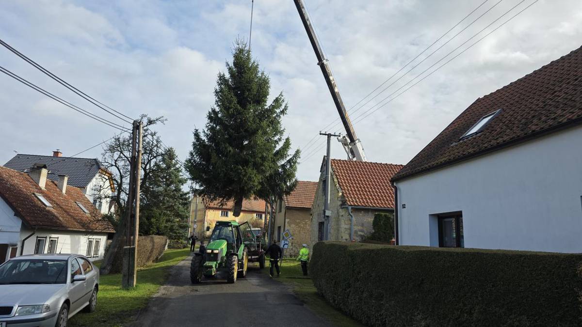 Převoz a instalace vánočního stromu na jeho tradiční místo.