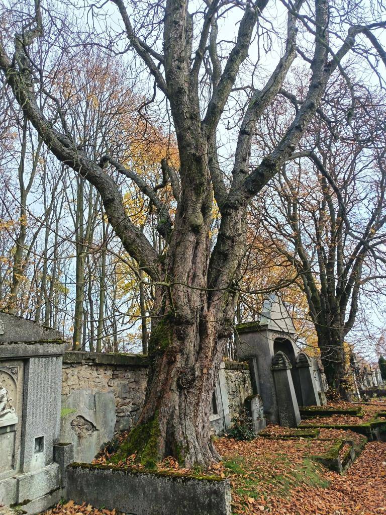 kácení na hřbitově