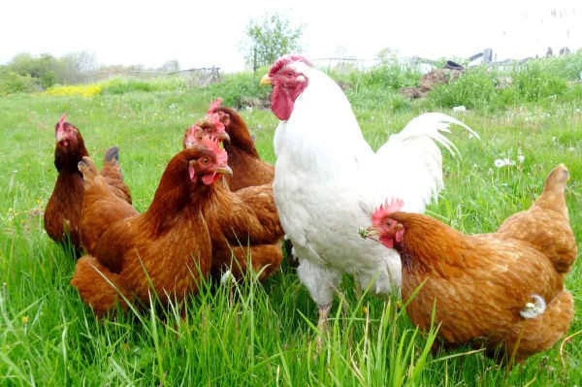 Firma Hudák ponúka živú hydinu na predaj