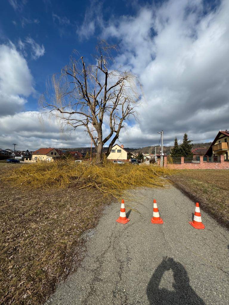 PROŘEZÁVÁNÍ STROMŮ V OBCI