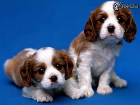 Vzhľadom na opakované sťažnosti občanov upozorňujeme všetkých majiteľov psov, ktorí využívajú na venčenie svojich psov verejné priestranstvá, chodníky, cesty, aby udržiavali tieto miesta čisté bez exkrementov. V obci sú umiestnené koše na tento druh odpadu.