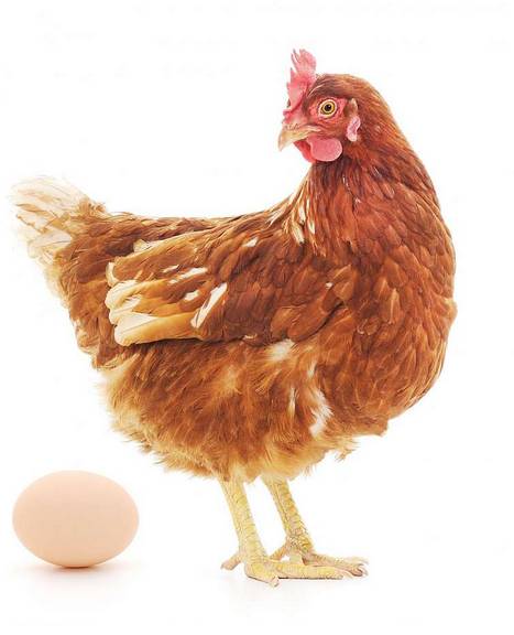 Firma Svoboda Lučice, bude prodávat 16.3. v 11:15hod nosné kuřice, stáří 20 týdnů, cena 285 Kč/1ks.Objednání možné na tel. 569489358.