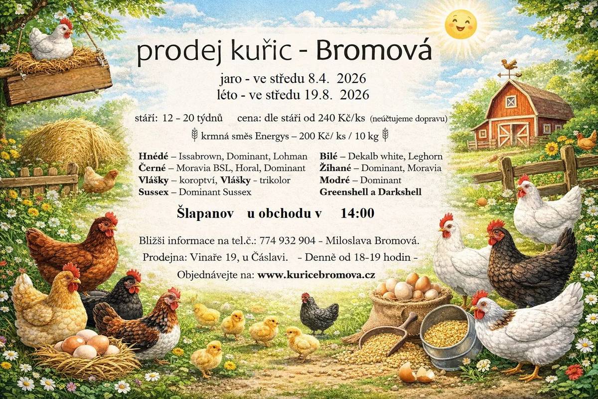 Paní Bromová bude prodávat slepice různých barev, cena od 240 Kč/kus dle stáří kuřic. Prodej se uskuteční ve středu 8.4.2026 u obchodu ve 14:00 hod.