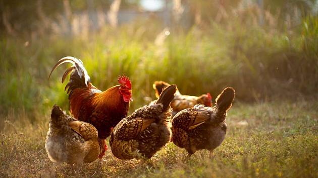 Drůbežárna Prace bude v pátek 6. 3. 2026 v 8:45 hodin v zatáčce u spodních vývěsek prodávat: mladé kuřice a kohouty, krmivo pro drůbež a králíky i vitamínové doplňky. Firma bude dále vykupovat králičí kožky - cena je 10 Kč/ks.