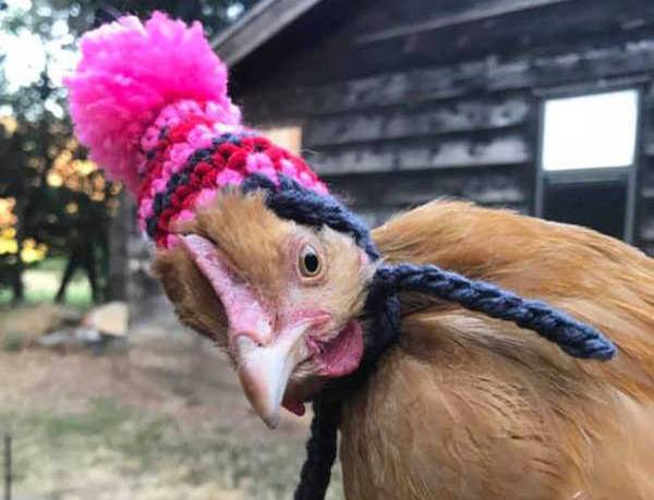 Drůbežárna Vadín, Svoboda Lučice bude ve čtvrtek 19. března 2026 v 11:10 u obecního úřadu prodávat nosné kuřice.