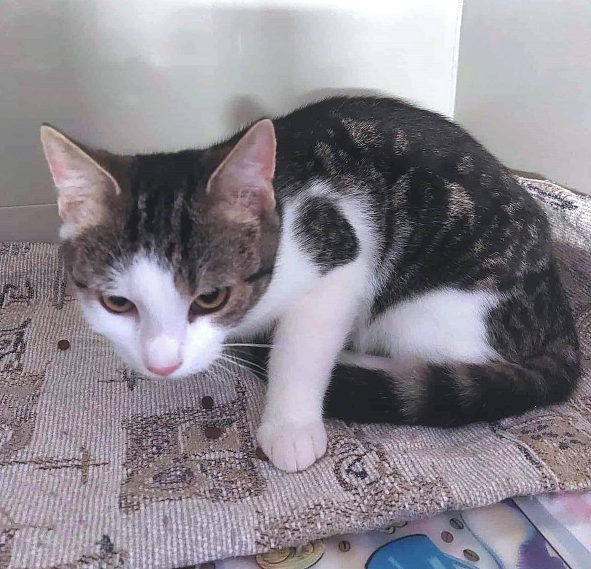 9.1.2026 - Maxík odjel bydlet do bytu v Jindřichově Hradci, kde bude rozmazlovaným jedináčkem.