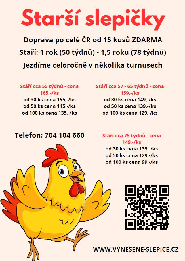 Starší slepice s dovozem „až do kurníku“ - tel.: 704 104 660