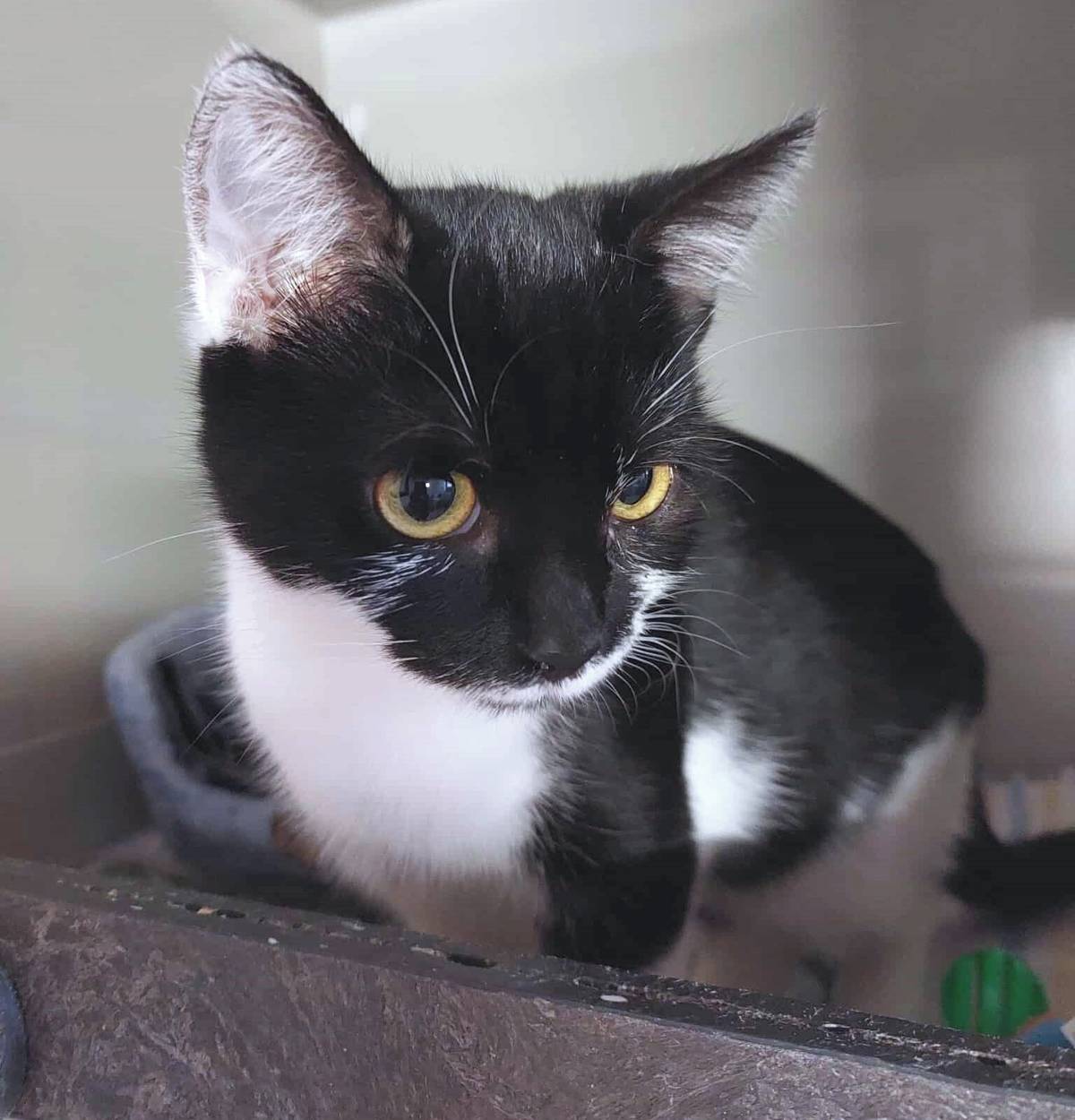 3. 1. 2026 - Lilinka odjela bydlet do bytu až v Kladně, kde bude rozmazlovaným jedináčkem.