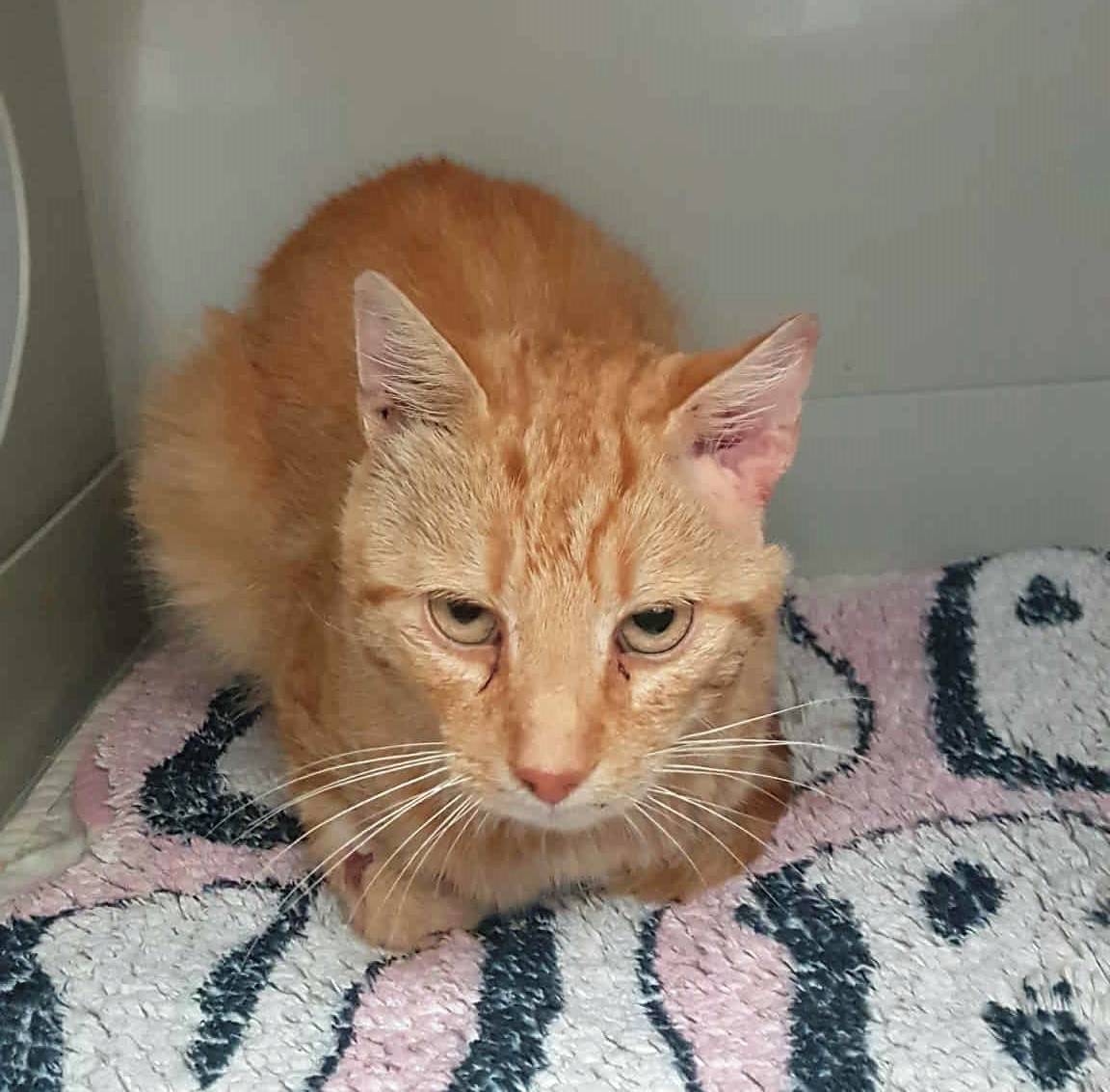 8. 1. 2026 - Fred odjel bydlet do bytu v Dačicích, kde na něj již čekaly další tři kočičky.