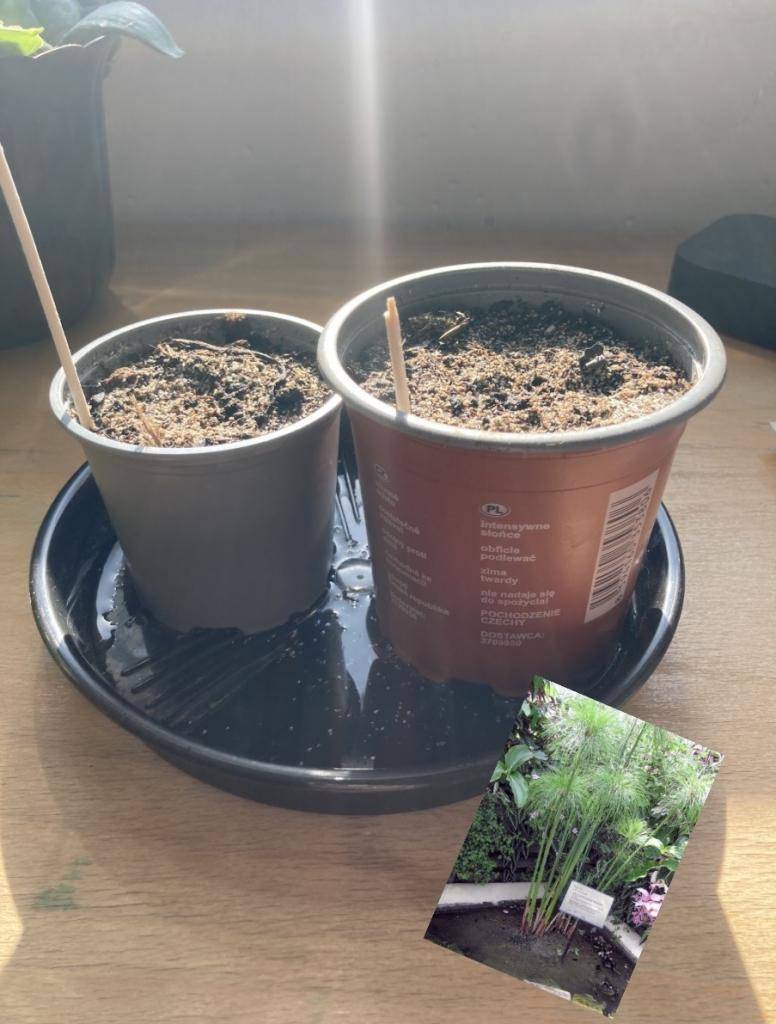 Šesťáci úspěšně završili kapitolu o starověkém Egyptě. Své znalosti prokázali v závěrečném testu, po němž následoval prakticky laděný úkol navazující na probírané téma.