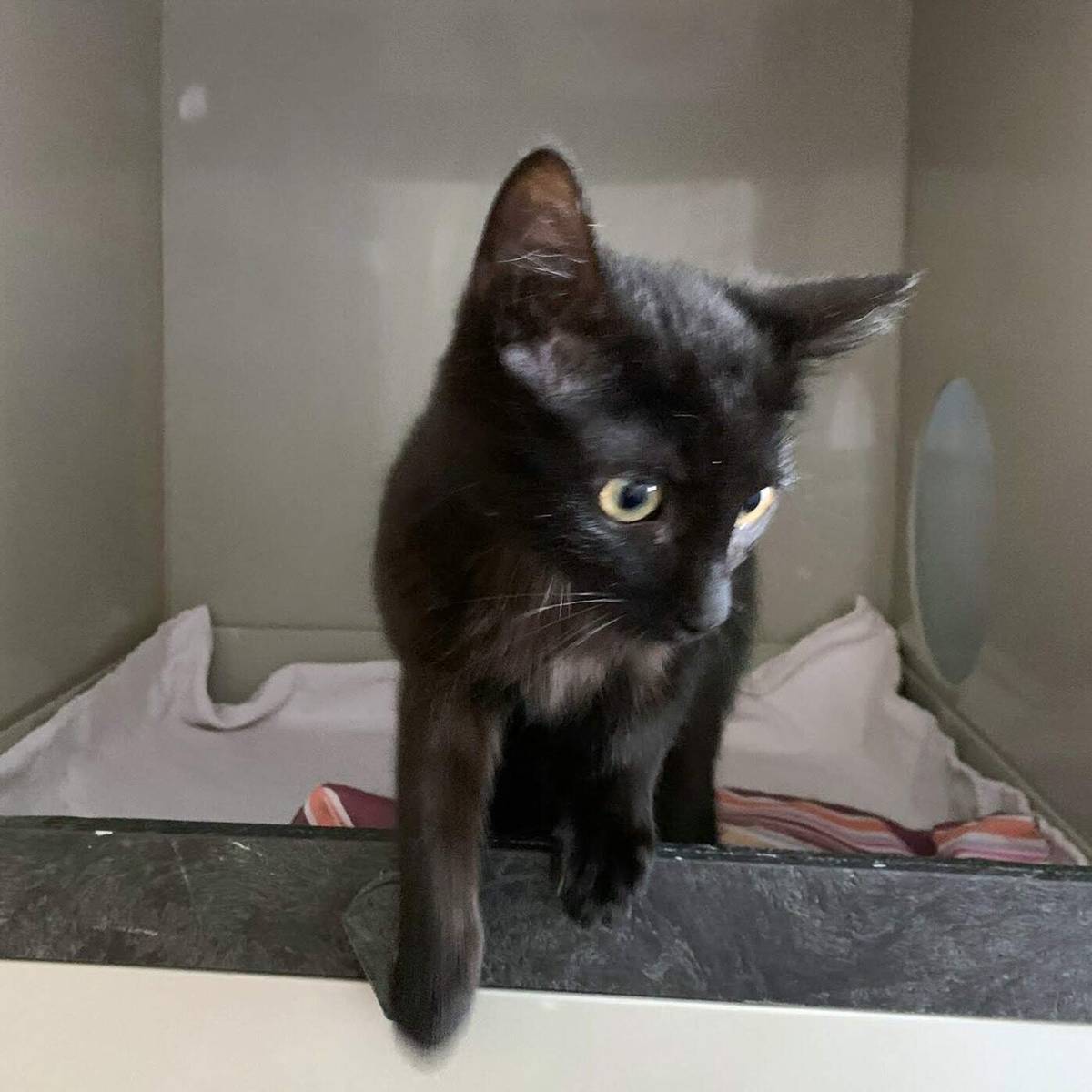 26. 1. 2026 - Ráďa odjel do nového domova v Horní Pěně společně s kočičkou z útulku Cibela, takže bude mít kamarádku k dovádění.