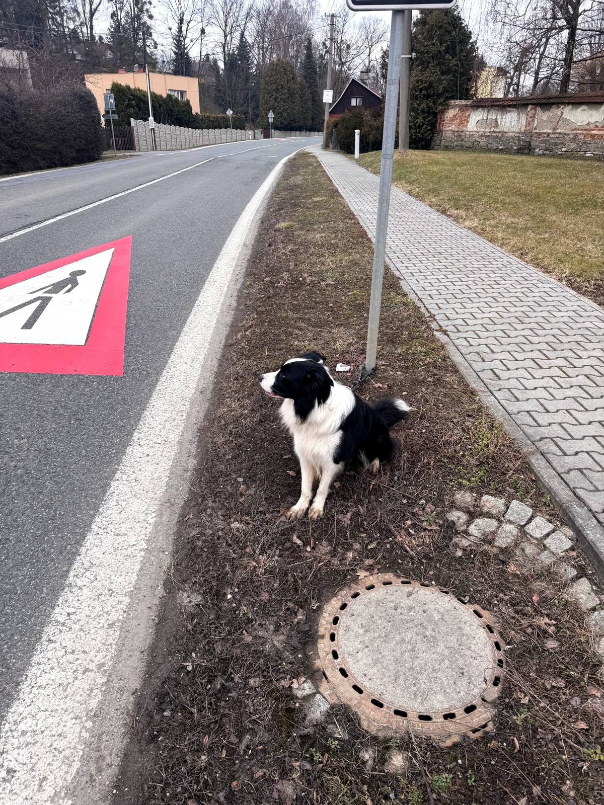 Oznámení: pokud postrádáte border kolii, která byla nalezena na dolním konci u hlavní silnice na Brušperk (u koupaliště), viz foto, pak si ji můžete vyzvednout na služebně Policie ČR v Brušperku.