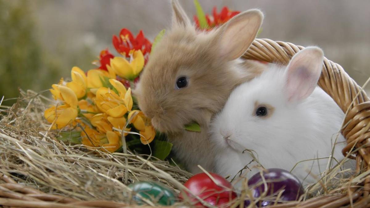 Pozývame Vás na Valalické maľované vajíčko, ktoré sa uskutoční v nedeľu 29.marca 2026 od 15.00 hod. vo veľkej sále KD Valaliky.