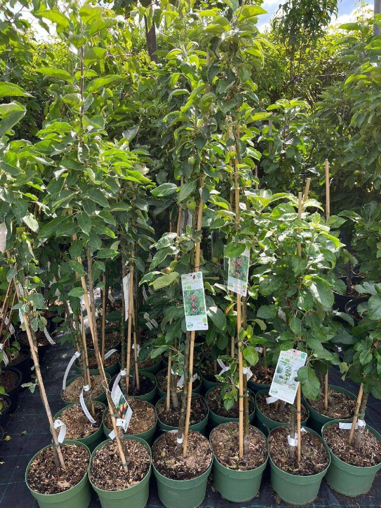 Vážení obyvatelia!    Oznamujeme vám, že dňa 3. marca (utorok) od 14:30 do 15:30 sa pred pohostinstvom "Állj meg vándor" budú predávať 2-ročné ovocné stromčeky, ovocné kríky, viničové sadenice (aj bezsemenné), ako aj sadenice ruží – kríkové aj stromčekové formy.