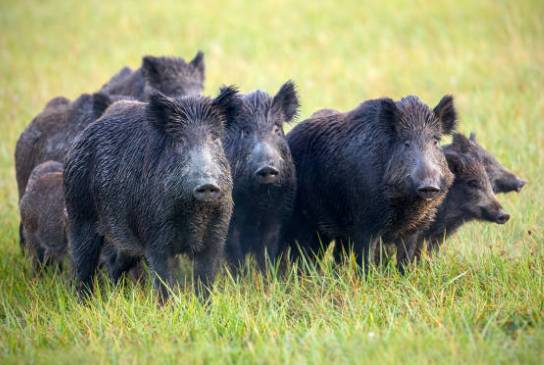V lokalitě Jeseník nad Odrou - Hrabětice (Blahutovický les) byl u prasete divokého aktuálně potvrzen výskyt Aujeszkyho choroby. Pro člověka tato nemoc není nebezpečná, ale pro psy, kočky, skot, ovce, kozy a kožešinová zvířata je bohužel smrtelná.