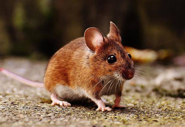 Město Pelhřimov, zastoupené hospodářským odborem, v zájmu předcházení přemnožení hlodavců a v souladu se zákonem č. 258/2000 Sb., o ochraně veřejného zdraví a o změně některých souvisejících zákonů, vyhlašuje v období od 1. března do 31. března 2026 jarní ochrannou velkoplošnou deratizaci na území města Pelhřimova.