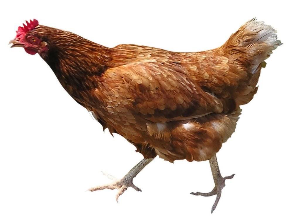 Drůbežárna Prace bude v pátek 13. 3.  v 10:30 hod. prodávat: mladé kuřice a kohouty, krmivo pro drůbež a králíky, vitamínové doplňky a dále pak vykupovat králičí kožky - cena 10 Kč/ks.