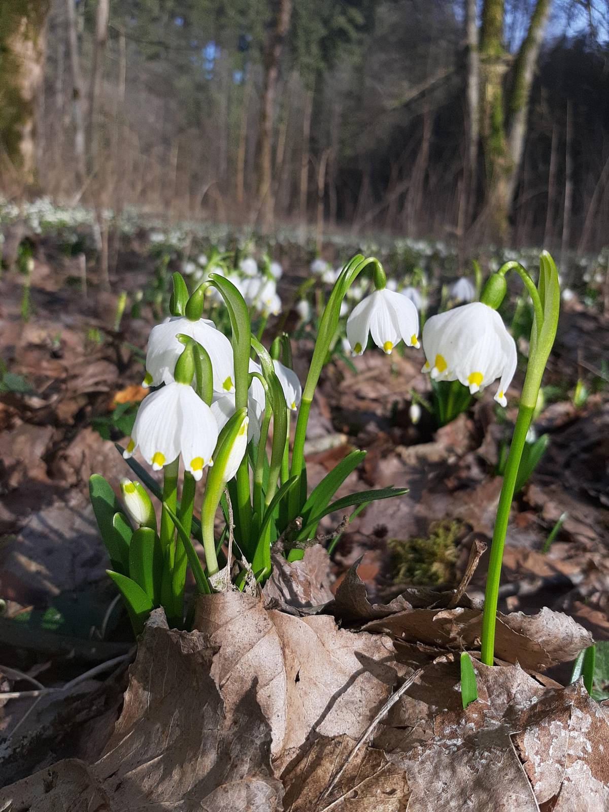 Alžběta J. Petrová: Tvůrčí dílna malého psaní Dnes od 14:00, Městská knihovna v Broumově. Více ZDE   Elise Frank Dnes od 20:00, Undergroundový klub Eden. Více ZDE   Hodiny s Ritou - divadlo V neděli 8. Března od 18:00, Městské divadlo Broumov. Více ZDE   Knihtiskařská dílna - workshop V úterý 10. března od 10:00. Skriptorium / Klášter Broumov. Více ZDE   Záhada pěti klíčů – příměstský tábor  Od pondělí 9. 3. do pátku 13. 3. od 8:00 do 16:00, DDM Ulita Broumov. Více ZDE   Helena Strnadlová, Markéta Kavalé – výstava obrazů Výstava trvá do 25. 4. 2026, výstavní síň LokArt. Více ZDE   Primal ritual – králičí nora – výstava Výstava trvá do 31. 3. 2026, Dětská galerie Lapidárium / Klášter Broumov. Více ZDE