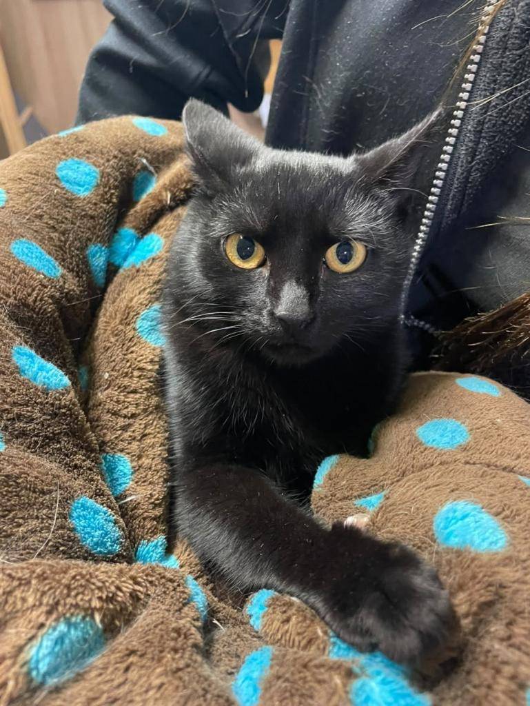 Ve Zvířecím útulku Vsetín jsou umístěna tři koťata, která byla nalezena v naší obci v říjnu loňského roku.