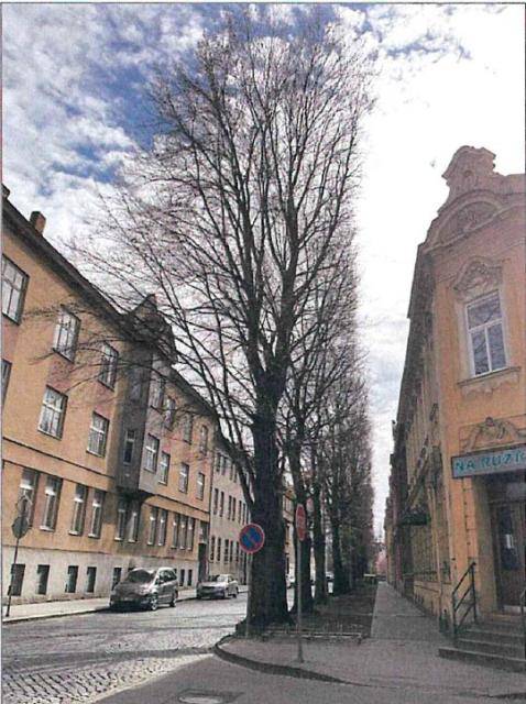 V sobotu 07.03.2026 bude v ulici Havlíčkova probíhat kácení dvou stromů č. 18 a 26 Fagus sylvatica ‘Purpurea Latifolia’ (buk lesní ‘Purpurea Latifolia’) na základě vydaného povolení Odboru životního prostředí Magistrátu města Prostějova.                               Číst dál...
