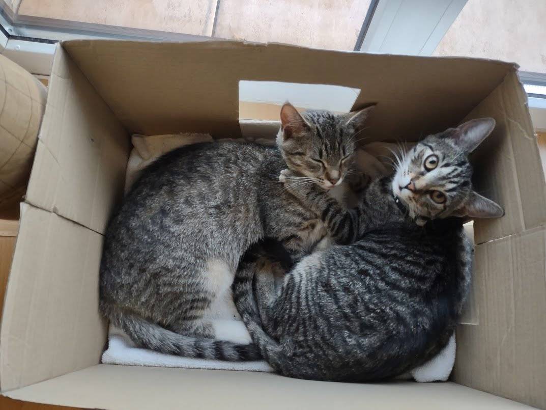 Stejně jako v loňském roce bude obec ve spolupráci s DestinyPet provádět kastrace volně pobíhajících koček a kocourů. Pokud víte o takových zvířatech někde v katastru Mukařova, Srbína nebo Žernovky, prosím zavolejte, nebo napište na obecní úřad.