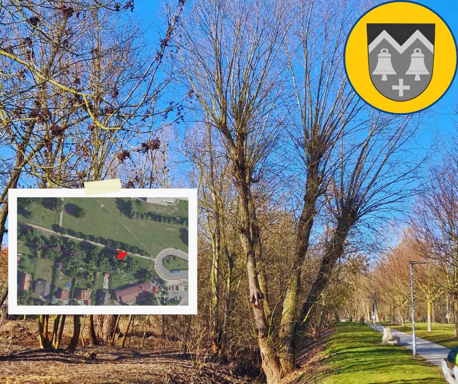 Společnost Povodí Vltavy, s. p. pravděpodobně v pondělí 9. března provede z bezpečnostních důvodů úpravu vrby u Podmoráňského potoka v blízkosti autobusové točky. Po provedení úpravy bude potřeba odvézt dřevo, proto bude nutné, aby pracovníci zajeli autem až na místo zásahu.  Děkujeme za pochopení.