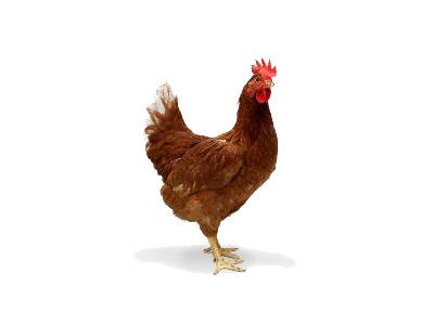 Soukromá firma ROKUP prodává v úterý  10. března v 8:50 hod. vedle obecního úřadu: Nosné kuřice. Krmiva s vitamíny pro slepice i králíky 25 kg za 350 Kč. Vitamínové doplňky pro slepice.      Vykupujeme králičí kůže 15 Kč za kus.