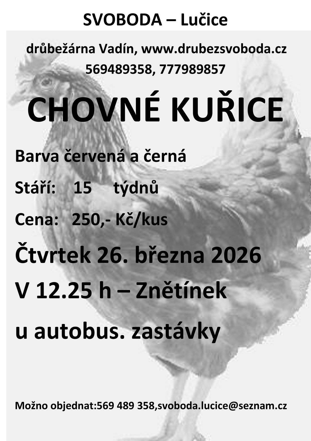 Svoboda - Lučice bude nabízet prodej chovných kuřic 26.3.2026 od 12:25 hodin před Oú ve Znětínku, barva červená a černá, stáří 15 týdnů, cena 250 Kč/ks.
