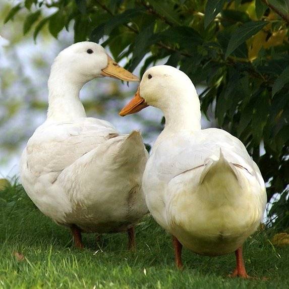 Hydinárska farma v Pašienkoch bude  v stredu   11.03.2026 o 11.15 h  bude predávať na miestnom trhovisku za pekárňou za výhodnú cenu z minulého roka:  -čerstvo chladené domáce vykŕmené kačky s drobkami a pečeňou, s priemernou váhou  4,5 kg až 5 kg, cena za 1 kg 9.40 € -polovičné vykŕmené kačky s polovičnými drobkami a pečienkou Na trhovisku sa predajca zdrží 15 minút.